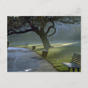 Bench, tree, Regents Park, Londen, Engeland Briefkaart