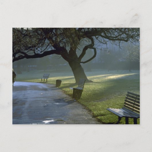 Bench, tree, Regents Park, Londen, Engeland Briefkaart (Voorkant)