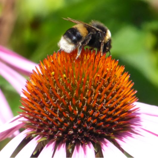 BENEDEN BUTTON FLESOPENER