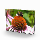 BENEDEN FOTOBLOKKEN (Rechts)