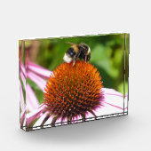 BENEDEN FOTOBLOKKEN (Links)