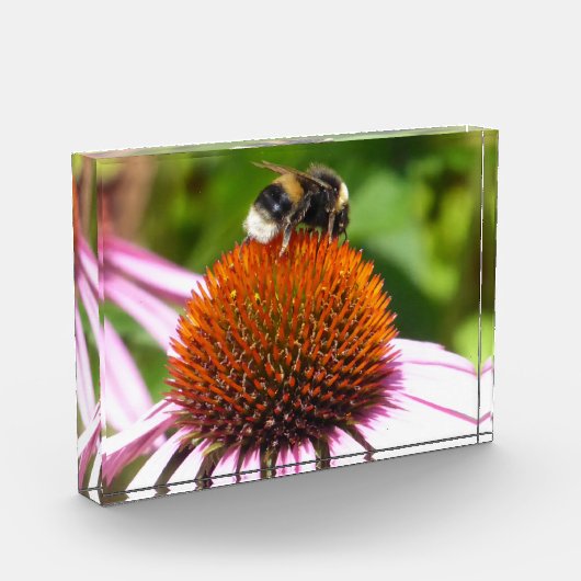 BENEDEN FOTOBLOKKEN (Links)