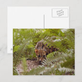 Bengaal Cat 003 Briefkaart (Voorkant / Achterkant)