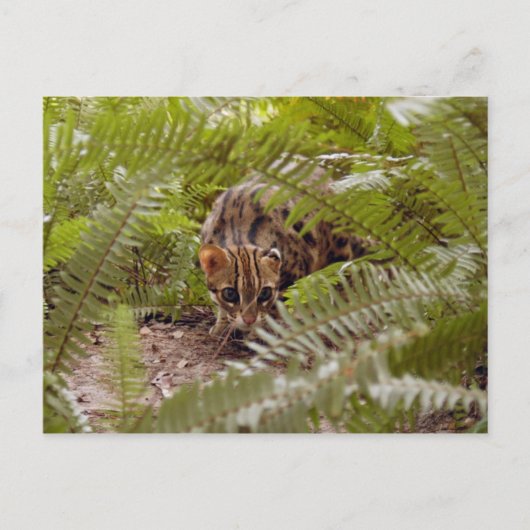 Bengaal Cat 003 Briefkaart (Voorkant)