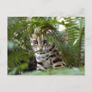 Bengaal Cat 022 Briefkaart