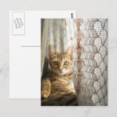 Bengaal Cat Briefkaart (Voorkant / Achterkant)