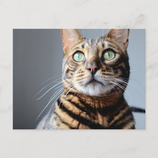 Bengaal Cat-Briefkaart Briefkaart (Voorkant)