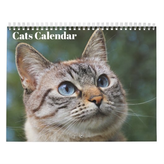Bengaal Cats 2027 Kalender (Hoes)