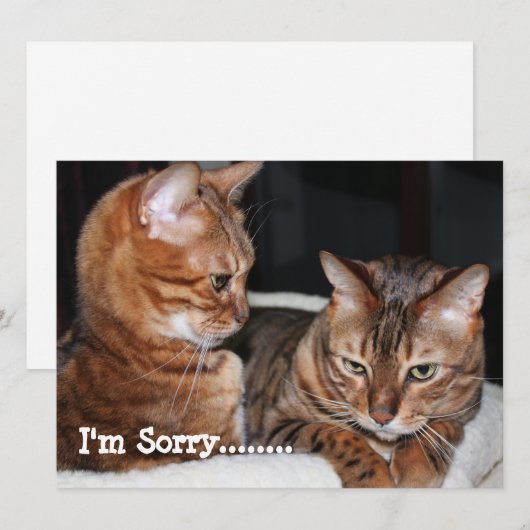 Bengaal Cats "Het spijt me......" Groeten Feestdagenkaart (Voorkant / Achterkant)