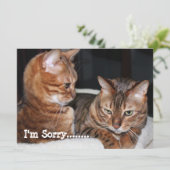 Bengaal Cats "Het spijt me......" Groeten Feestdagenkaart (Staand voorkant)