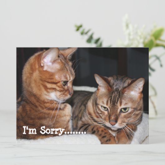 Bengaal Cats "Het spijt me......" Groeten Feestdagenkaart (Staand voorkant)