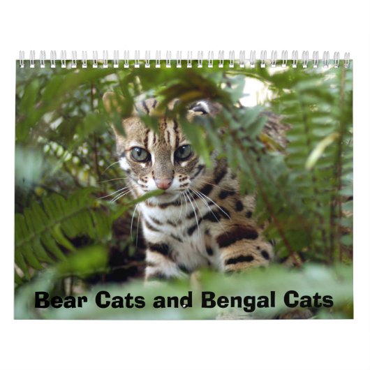 Bengaal kat 022, Beren katten en bengachtige katte Kalender (Hoes)