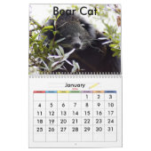 Bengaal kat 022, Beren katten en bengachtige katte Kalender (Jan 2026)