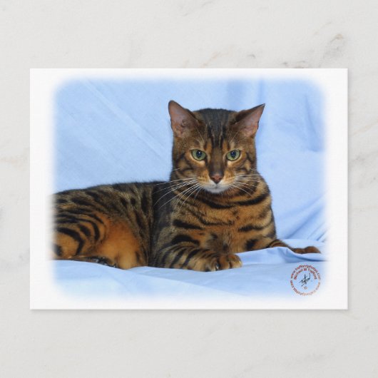 Bengaal kat 9W052D-023 Briefkaart (Voorkant)