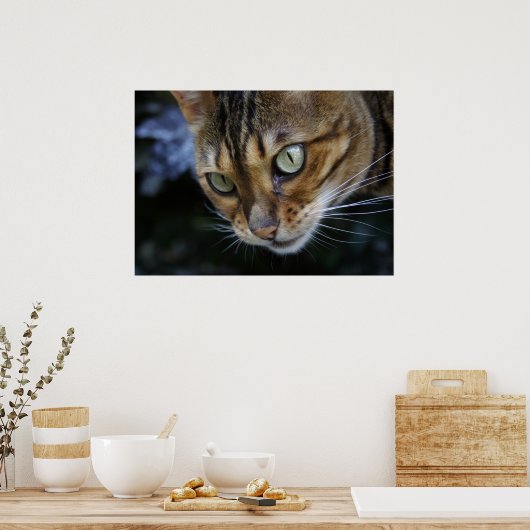 Bengaal kat spioneren poster (Keuken)