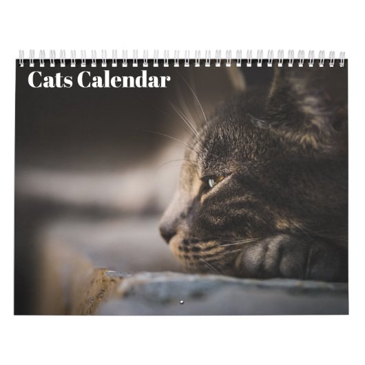 Bengaal Katzen 2027 Kalender (Hoes)