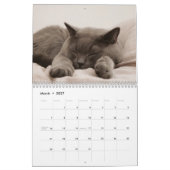 Bengaal Katzen 2027 Kalender (Mar 2027)
