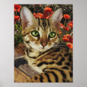 Bengaal Poster (Voorkant)