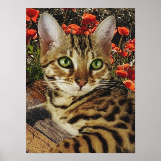 Bengaal Poster (Voorkant)