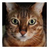 Bengaal Poster met kattenverlies, foto-wandkunst (Voorkant)