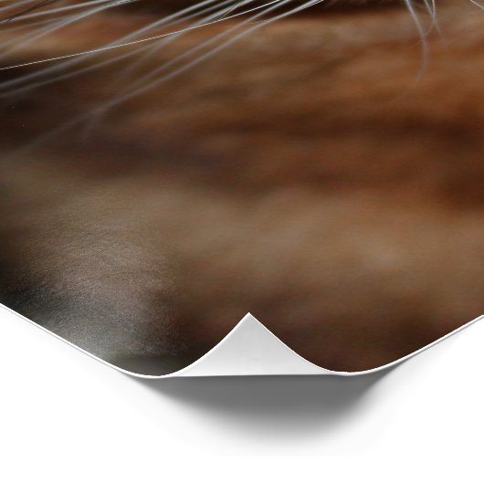 Bengaal Poster met kattenverlies, foto-wandkunst (Hoek)