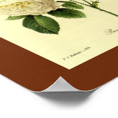 Bengaal Roos 16 x 20 Poster (Hoek)