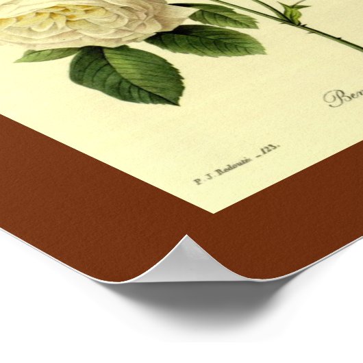 Bengaal Roos 16 x 20 Poster (Hoek)