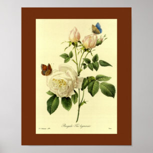 Bengaal Roos 16 x 20 Poster