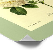 Bengaal Roos 16 x 20 Poster (Hoek)