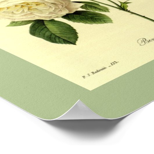 Bengaal Roos 16 x 20 Poster (Hoek)