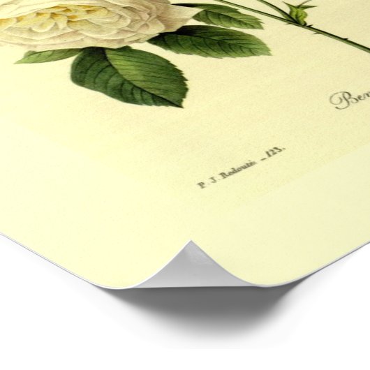 Bengaal Roos Botanische Floral Poster (Hoek)