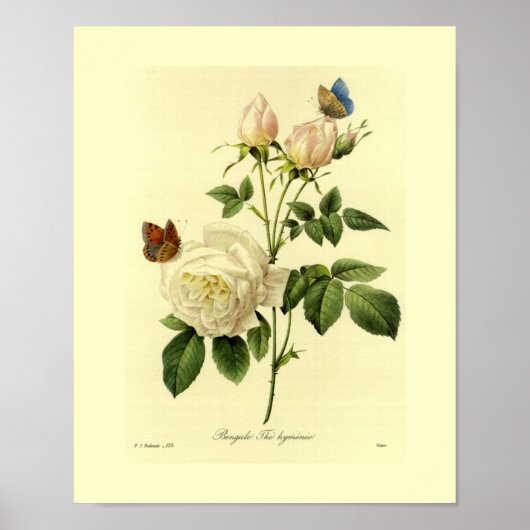 Bengaal Roos Botanische Floral Poster (Voorkant)