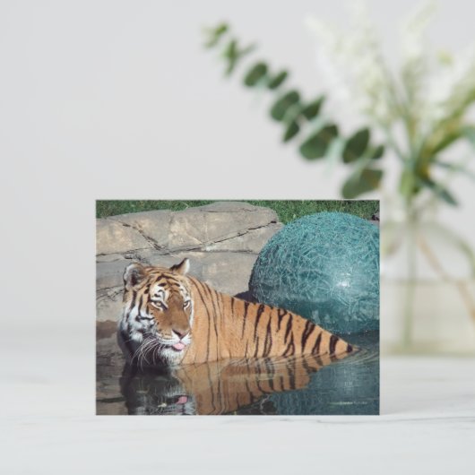 Bengaal Tiger Briefkaart #1 (Staand voorkant)