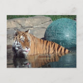 Bengaal Tiger Briefkaart #1 (Voorkant)