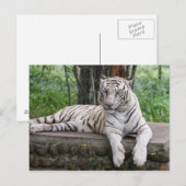 Bengaal-witte tijger briefkaart (Voorkant / Achterkant)