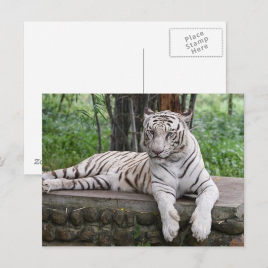 Bengaal-witte tijger briefkaart (Voorkant / Achterkant)