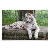 Bengaal-witte tijger foto afdruk (Voorkant)