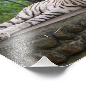 Bengaal-witte tijger foto afdruk (Hoek)