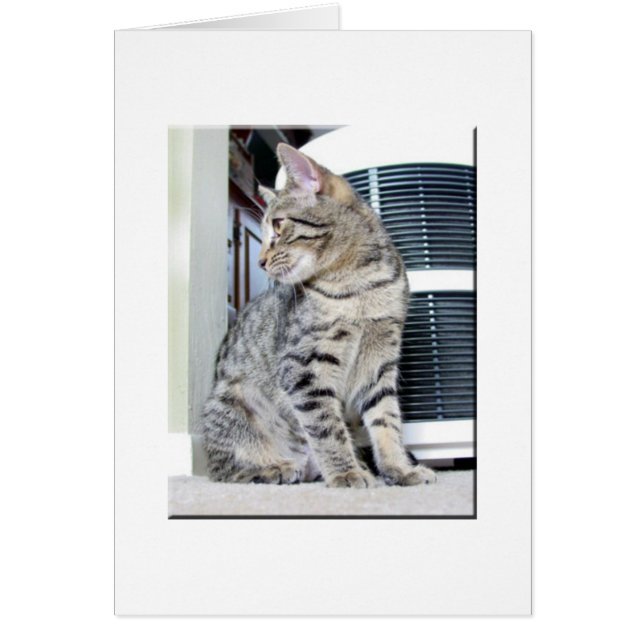  Bengaals Baby (Voorkant)