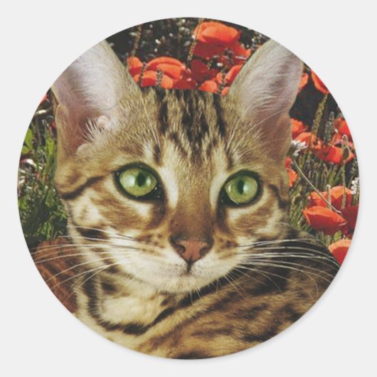 Bengaalse kaarten en stickers (Voorkant)