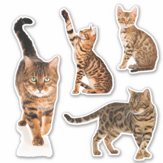 Bengaalse kat Stickers (Voorkant)