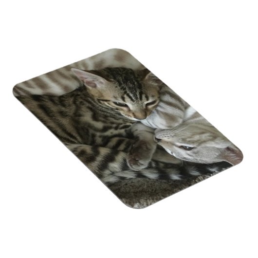 Bengaalse kittens magneet (Rechterzijde)