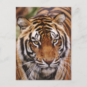 Bengaalse Tijger, Panthera tigris Briefkaart