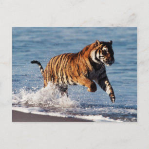 Bengaalse Tijger (Panthera Tigris) Briefkaart