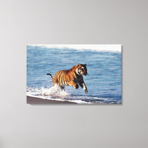 Bengaalse Tijger (Panthera Tigris) Canvas Afdruk