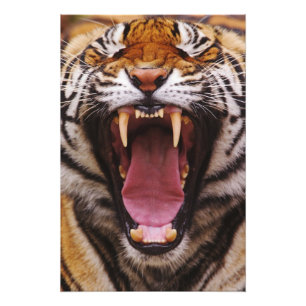 Bengaalse Tijger, Panthera tigris Foto Afdruk