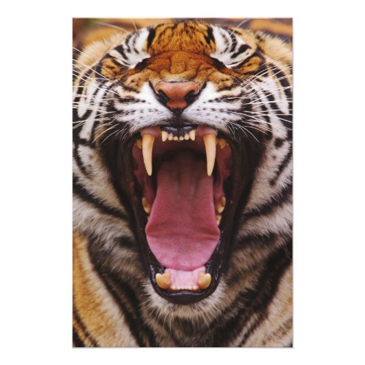 Bengaalse Tijger, Panthera tigris Foto Afdruk (Voorkant)