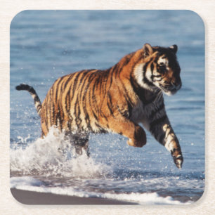 Bengaalse Tijger (Panthera Tigris) Kartonnen Onderzetters