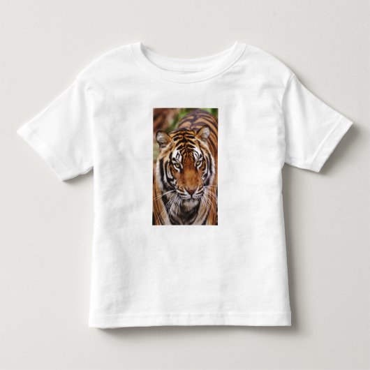 Bengaalse Tijger, Panthera tigris Kinder Shirts (Voorkant)