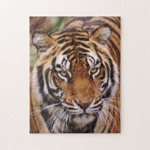 Bengaalse Tijger, Panthera tigris Legpuzzel